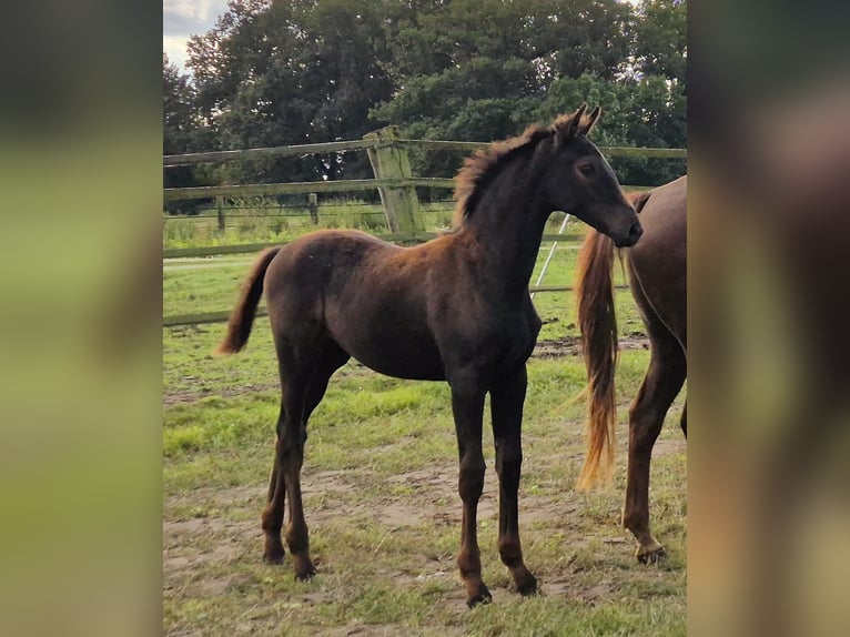 Oldenburg Mare 1 year 16,2 hh in Ehrenburg