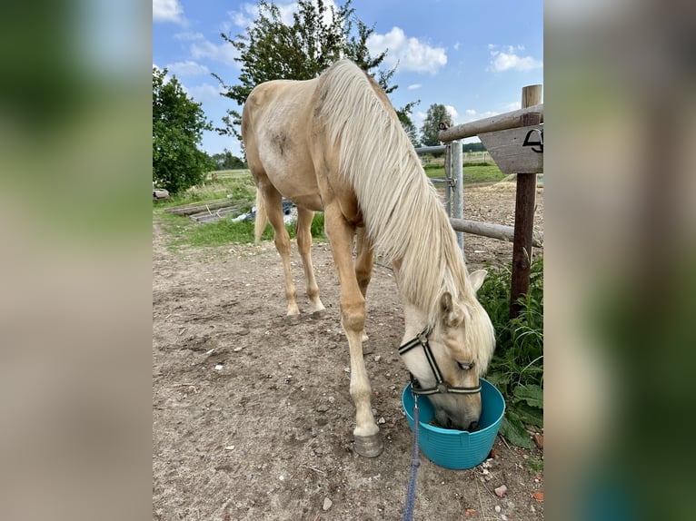 Oldenburg Mare 1 year 16,2 hh Palomino in Stuhr