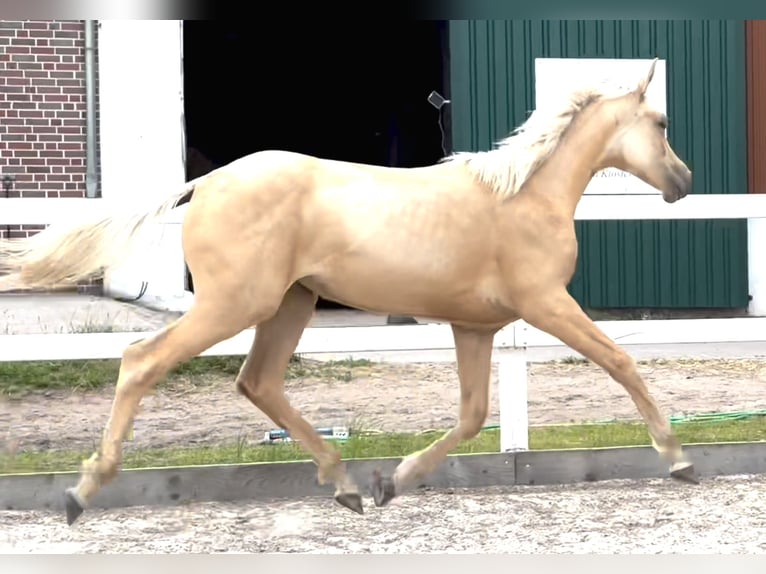 Oldenburg Mare 1 year 16,2 hh Palomino in Stuhr