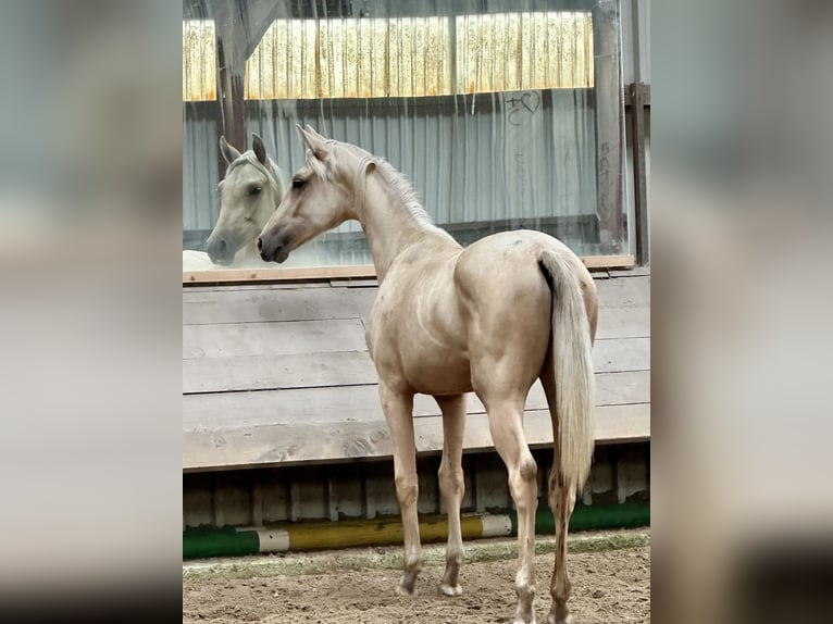 Oldenburg Mare 1 year 16,2 hh Palomino in Stuhr