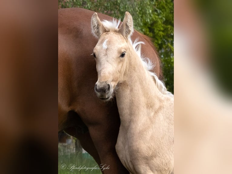 Oldenburg Mare 1 year 16,2 hh Palomino in Stuhr