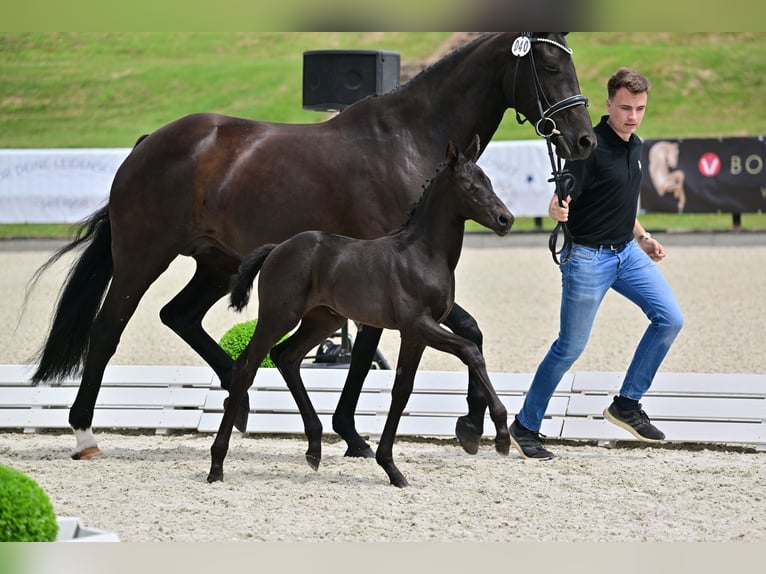 Oldenburg Mare 1 year 16,2 hh Smoky-Black in Bad Freienwalde