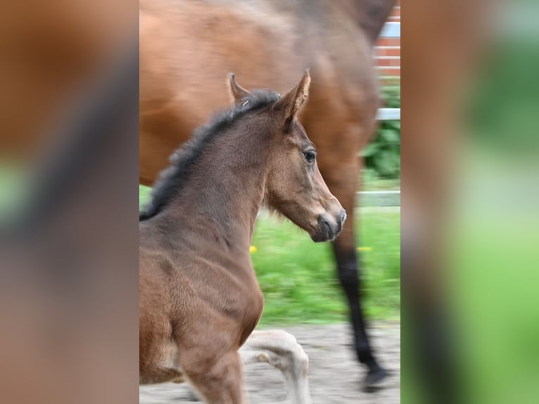 Oldenburg Mare 1 year 16,3 hh Brown in Emstek