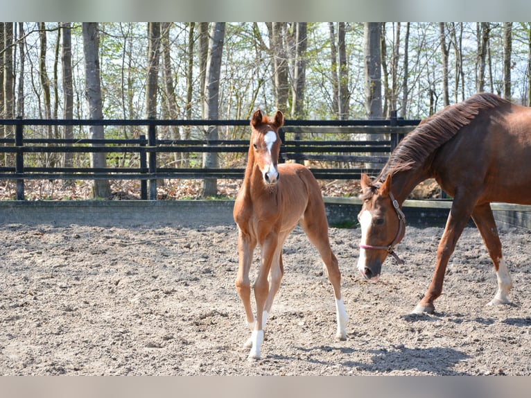 Oldenburg Mare 1 year 16,3 hh Chestnut in Lastrup