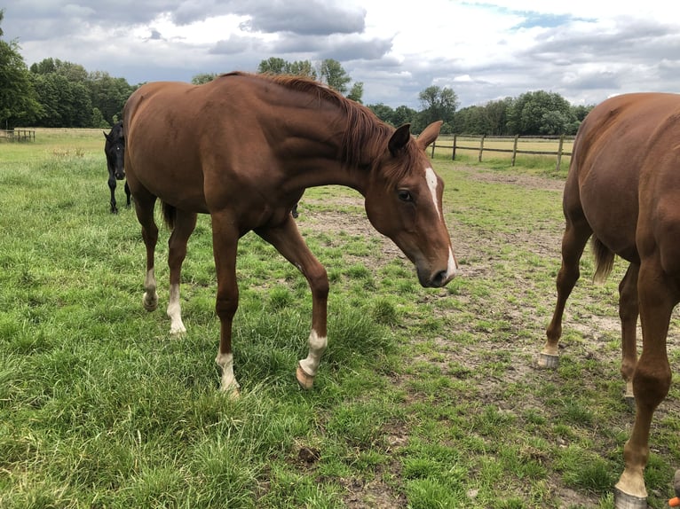 Oldenburg Mare 1 year 16,3 hh Chestnut in Lastrup