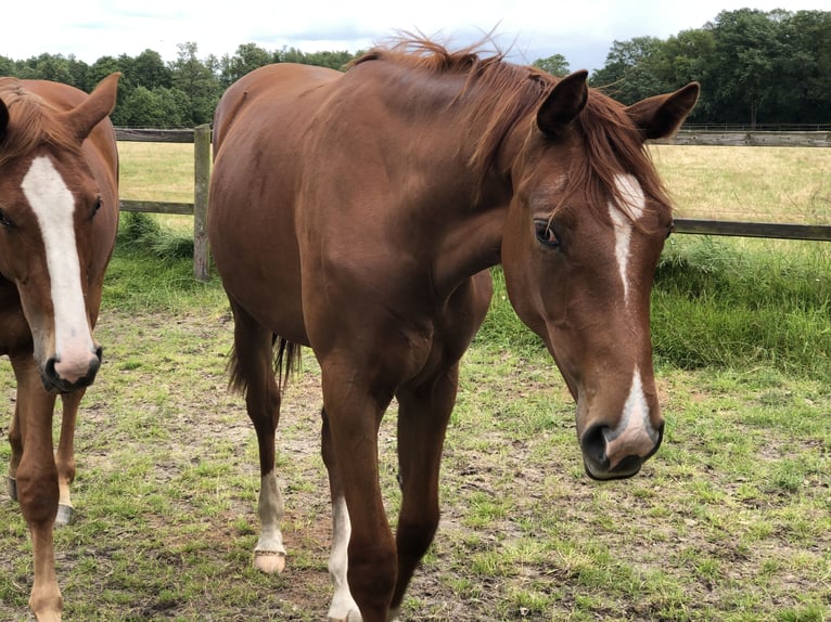 Oldenburg Mare 1 year 16,3 hh Chestnut in Lastrup