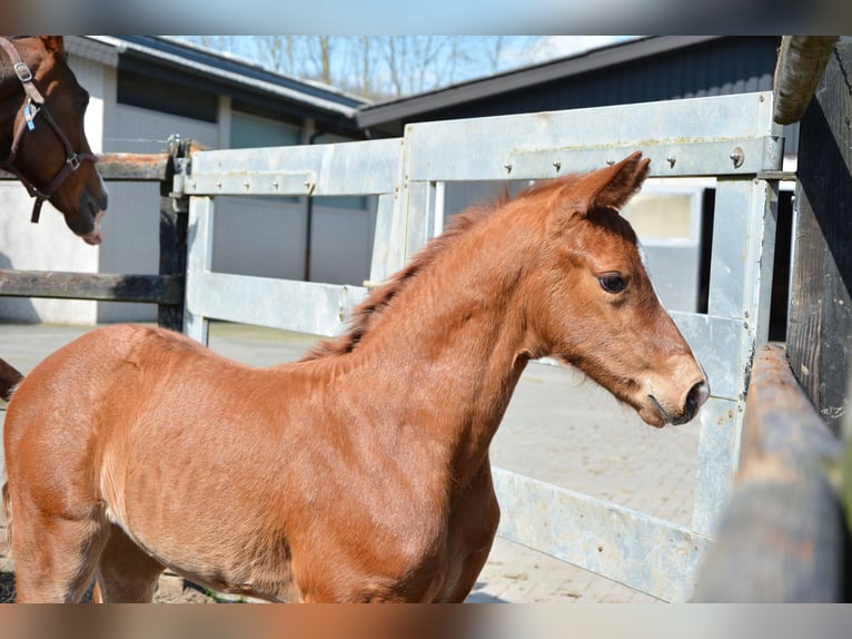 Oldenburg Mare 1 year 16,3 hh Chestnut in Lastrup