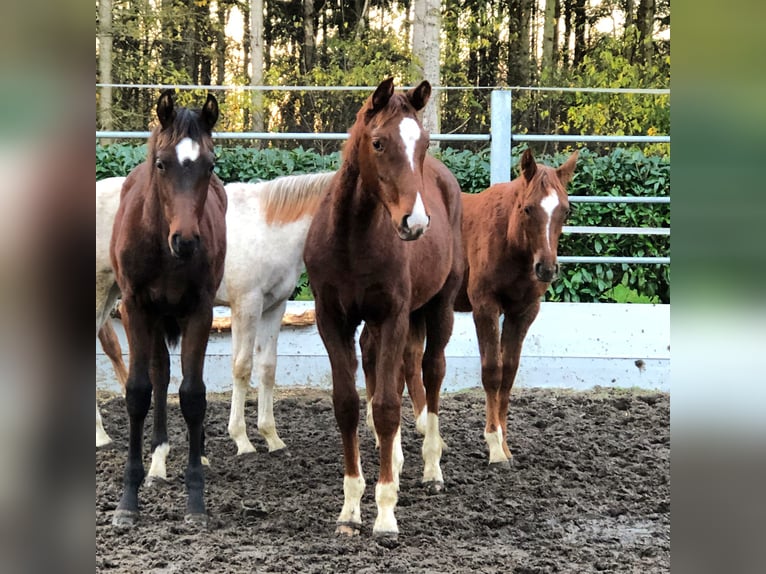 Oldenburg Mare 1 year 16,3 hh Chestnut in Lastrup