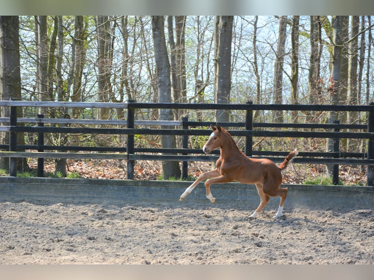 Oldenburg Mare 1 year 16,3 hh Chestnut in Lastrup