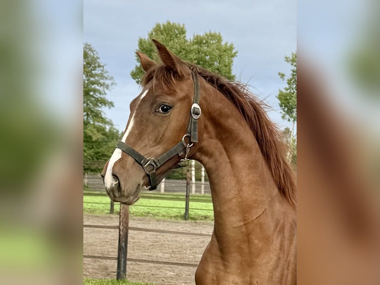 Oldenburg Mare 1 year 16.3 hh Chestnut-Red in Löningen