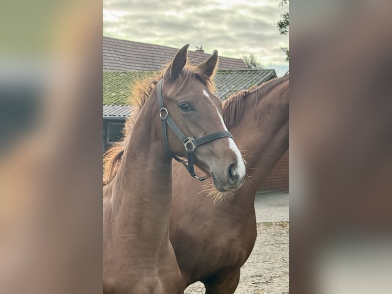 Oldenburg Mare 1 year 16.3 hh Chestnut-Red in Löningen