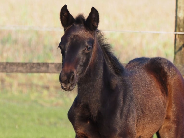 Oldenburg Mare 1 year 16 hh Bay-Dark in Bramsche