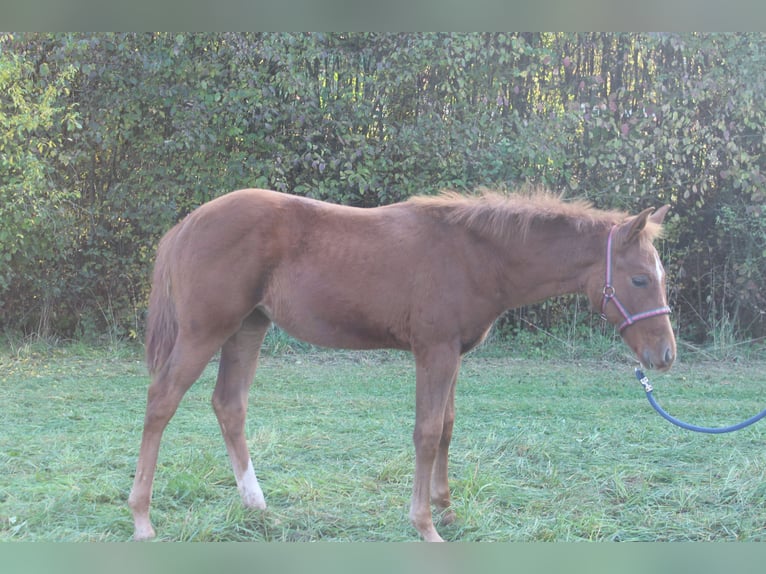 Oldenburg Mix Mare 1 year 16 hh Chestnut-Red in Zapfendorf