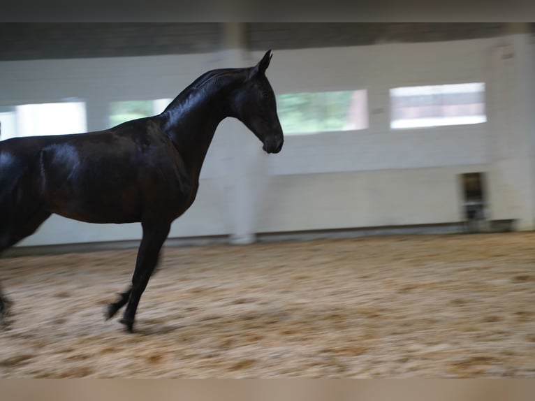 Oldenburg Mix Mare 1 year 16 hh in Estrada, A (Casco Urbano)