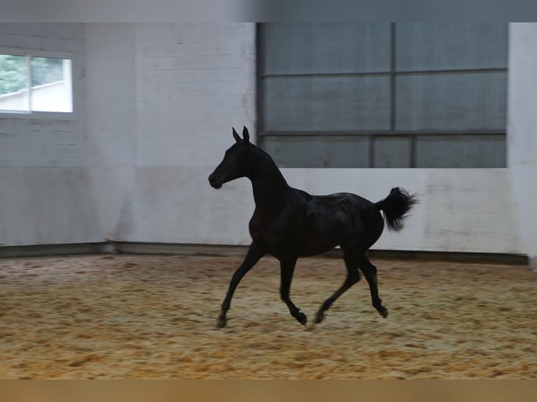 Oldenburg Mix Mare 1 year 16 hh in Estrada, A (Casco Urbano)