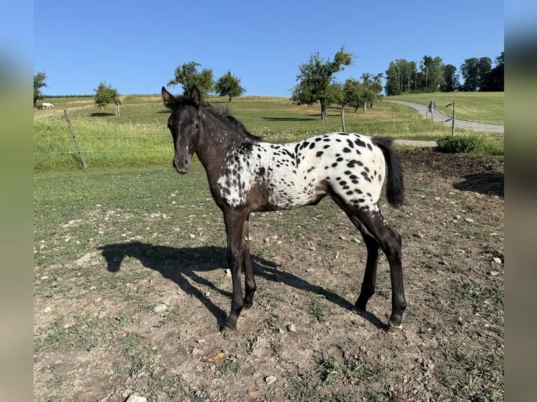 Oldenburg Mare 1 year 16 hh Leopard-Piebald in Berg