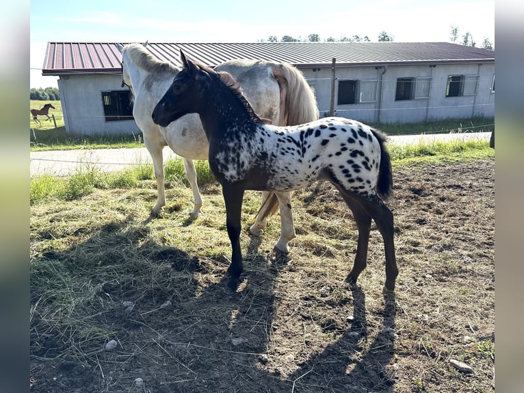 Oldenburg Mare 1 year 16 hh Leopard-Piebald in Berg