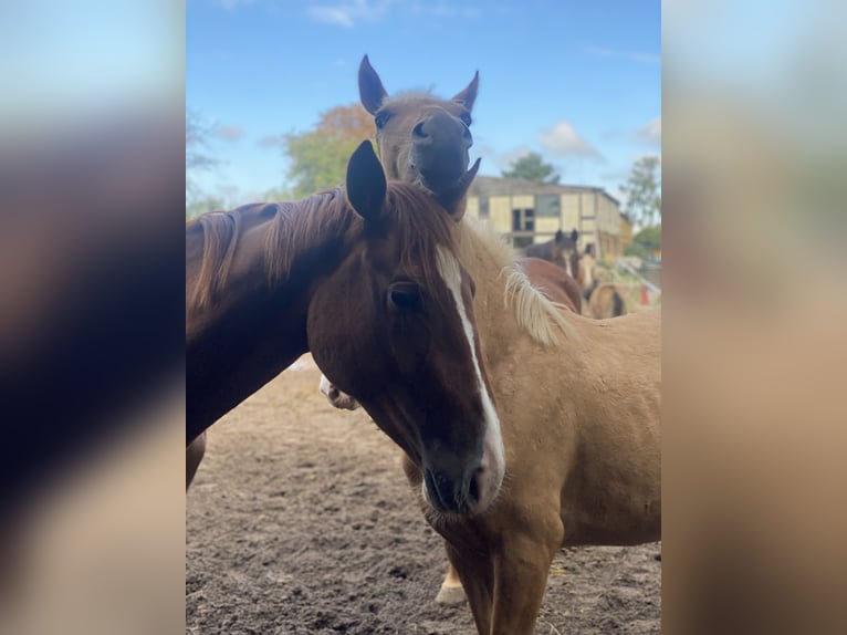 Oldenburg Mix Mare 1 year 16 hh Palomino in Offenbach