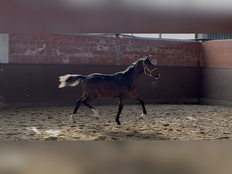 Oldenburg Mare 1 year 16,1 hh Bay-Dark in Langwedel