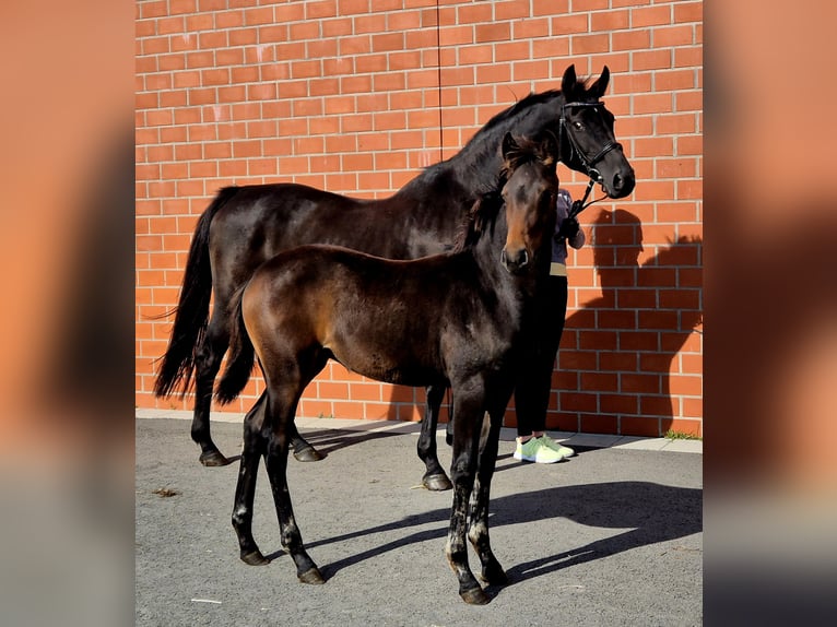 Oldenburg Mare 1 year 16,1 hh Bay-Dark in Ochtersum