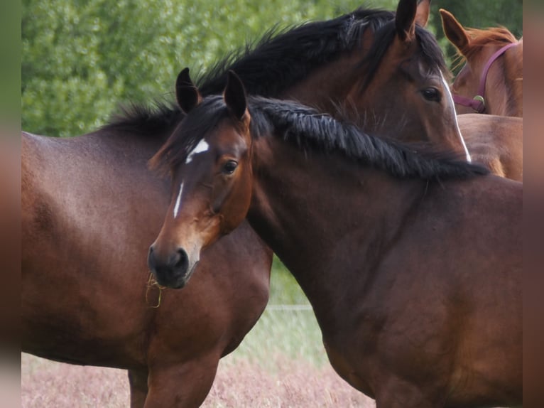 Oldenburg Mare 1 year 16,1 hh Bay-Dark in Bramsche