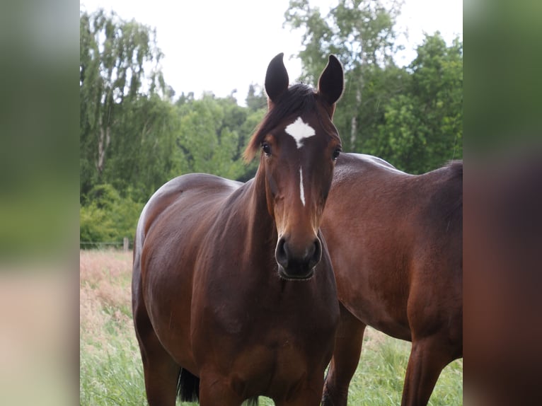Oldenburg Mare 1 year 16,1 hh Bay-Dark in Bramsche