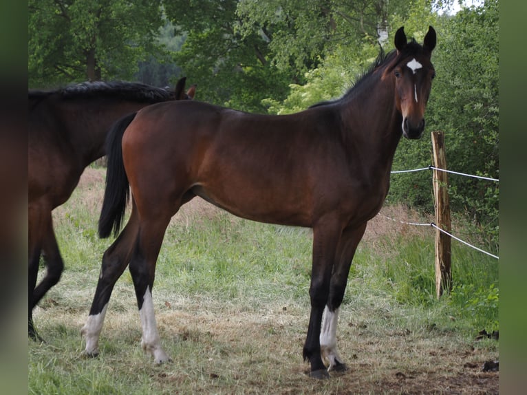Oldenburg Mare 1 year 16,1 hh Bay-Dark in Bramsche