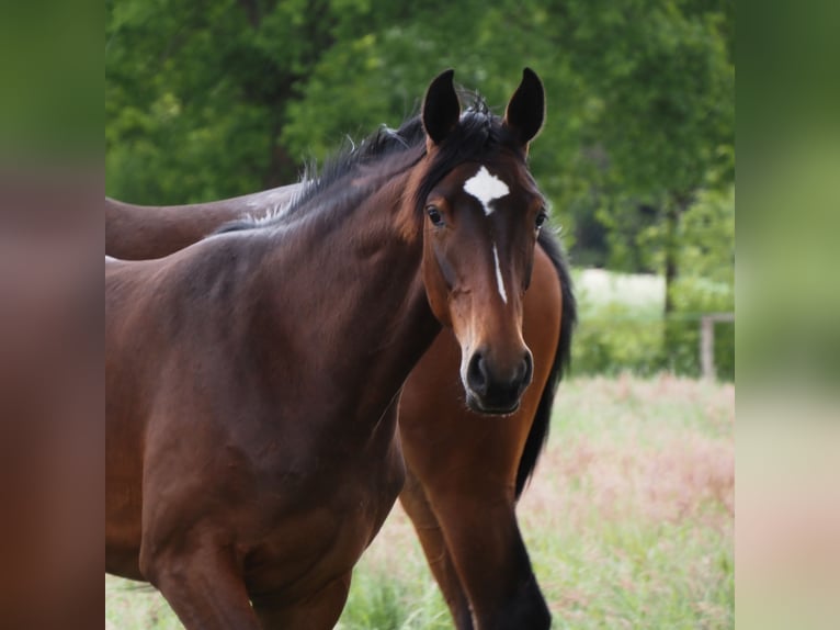 Oldenburg Mare 1 year 16,1 hh Bay-Dark in Bramsche