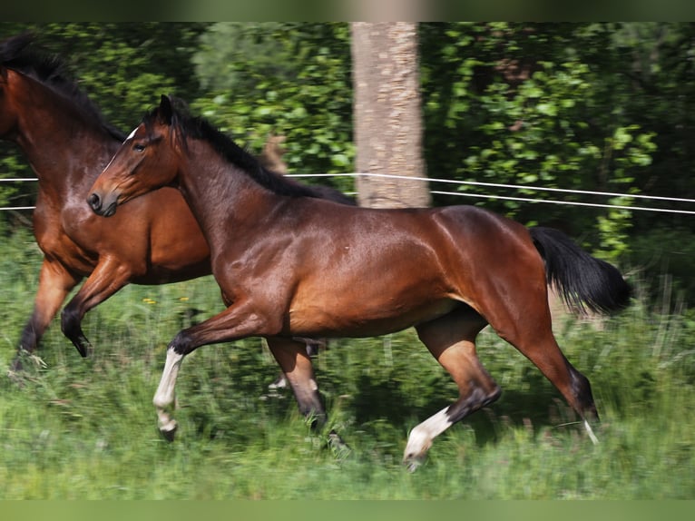 Oldenburg Mare 1 year 16,1 hh Bay-Dark in Bramsche