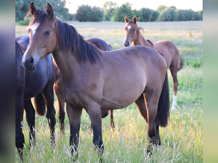 Oldenburg Mare 1 year 16,1 hh Brown in breendonk