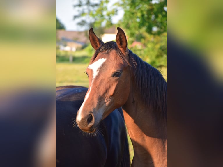 Oldenburg Mare 1 year 16,1 hh Brown in breendonk