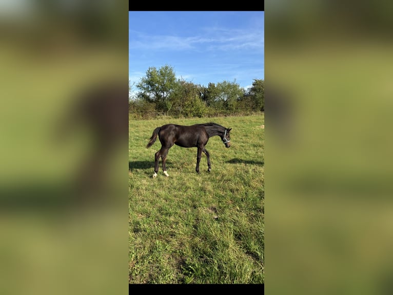 Oldenburg Mare 1 year 16,1 hh Brown in Steinhöfel