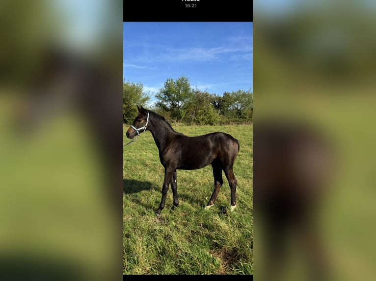 Oldenburg Mare 1 year 16,1 hh Brown in Steinhöfel