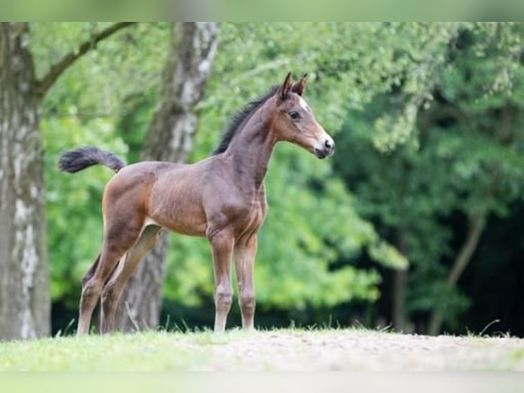 Oldenburg Mare 1 year 16,1 hh Brown in Melle Oldenburg Mare 1 year 16,1 hh Brown in Melle