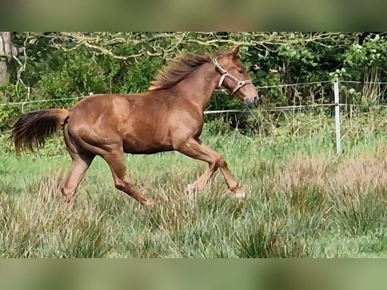 Oldenburg Mare 1 year 16,1 hh Chestnut-Red in Wittmund
