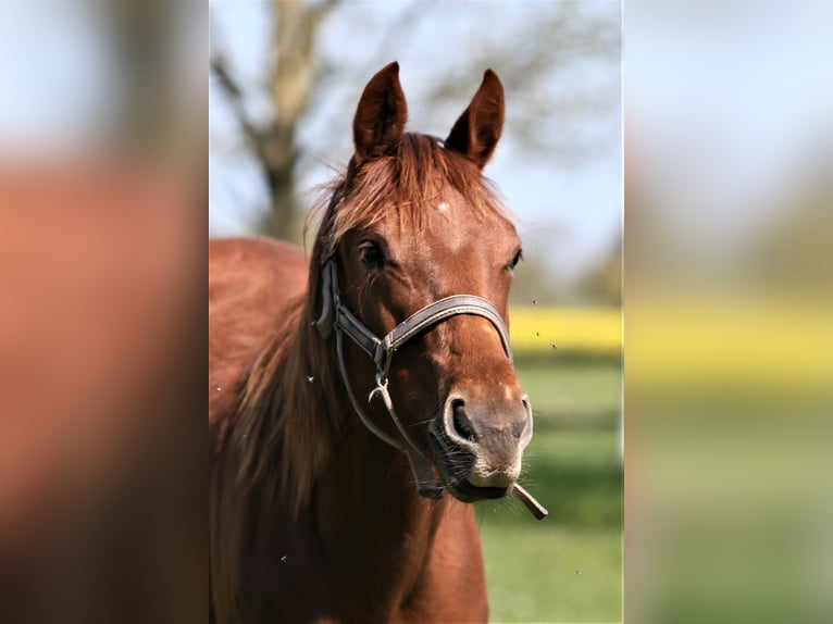 Oldenburg Mare 1 year 16,1 hh Chestnut-Red in Wittmund