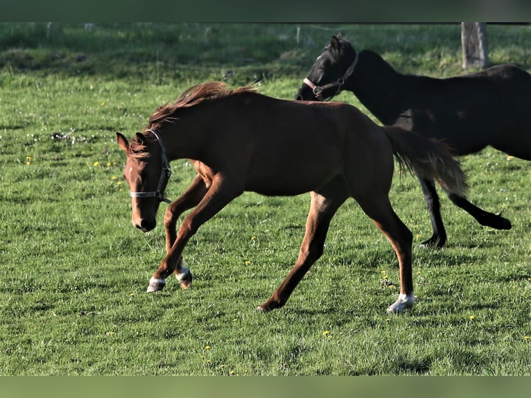 Oldenburg Mare 1 year 16,1 hh Chestnut-Red in Wittmund