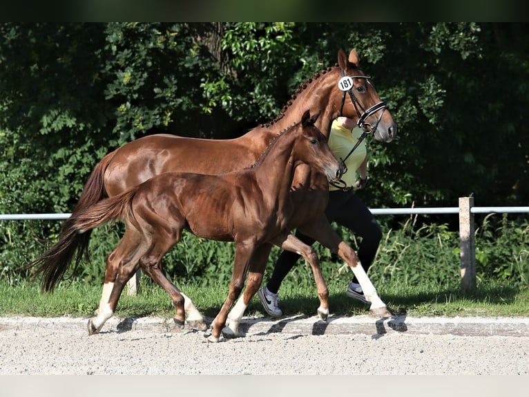 Oldenburg Mare 1 year 16,1 hh Chestnut-Red in Wittmund