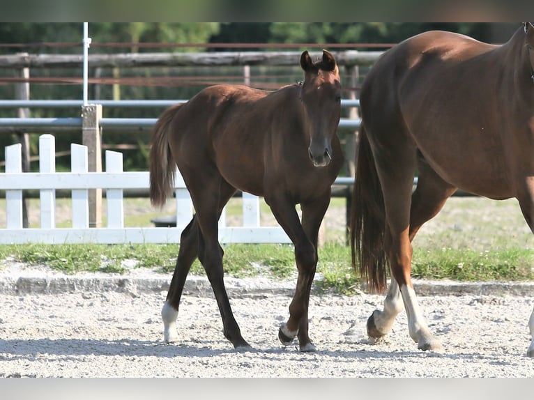 Oldenburg Mare 1 year 16,1 hh Chestnut-Red in Wittmund