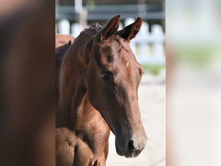 Oldenburg Mare 1 year 16,1 hh Chestnut-Red in Wittmund