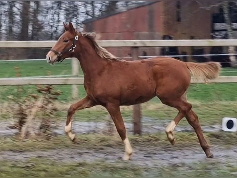 Oldenburg Mare 1 year 16,1 hh in Wittmund