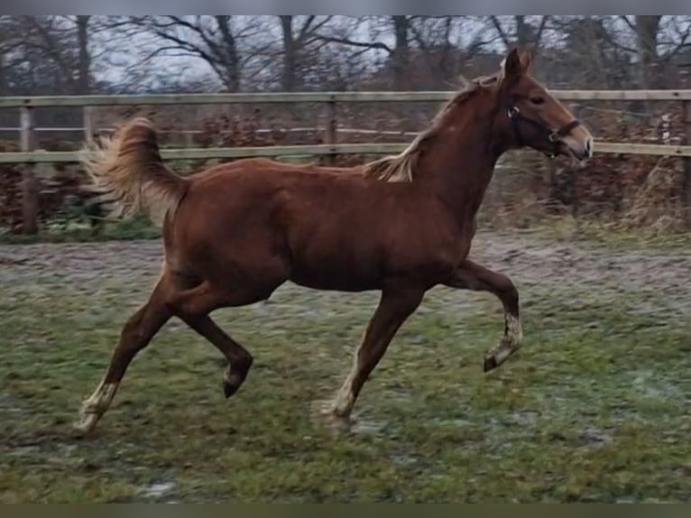 Oldenburg Mare 1 year 16,1 hh in Wittmund