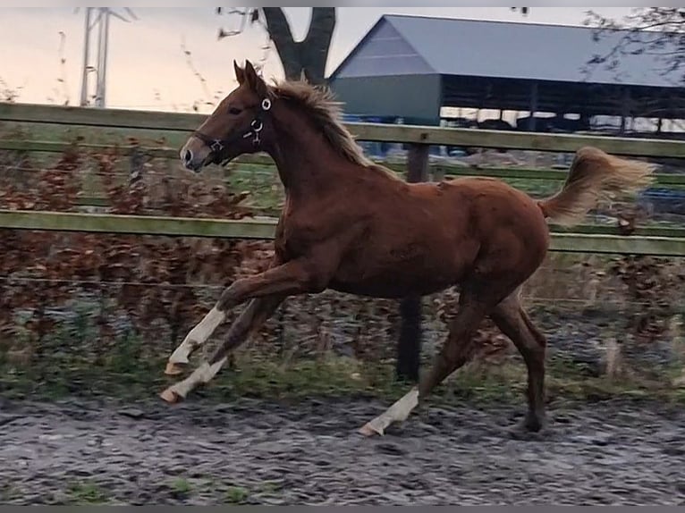 Oldenburg Mare 1 year 16,1 hh in Wittmund