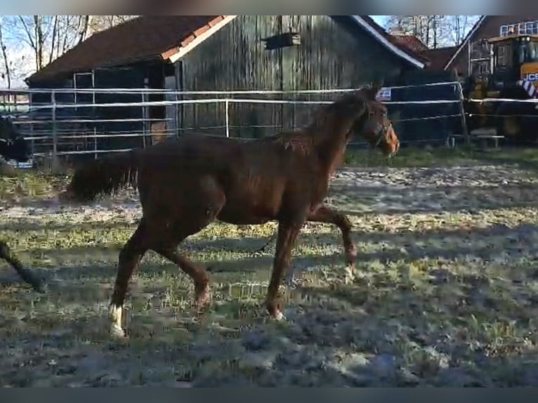 Oldenburg Mare 1 year 16,1 hh in Wittmund