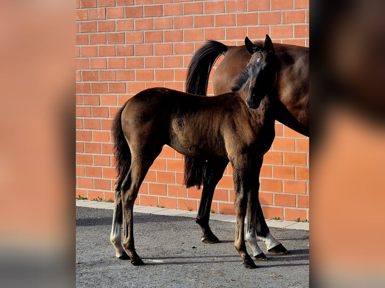Oldenburg Mare 1 year 16,2 hh Bay-Dark in Ochtersum