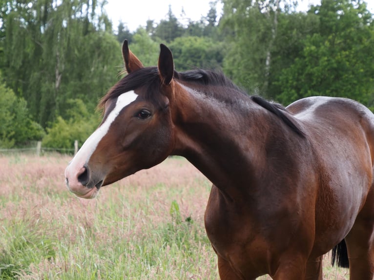 Oldenburg Mare 1 year 16,2 hh Bay-Dark in Bramsche