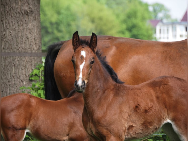 Oldenburg Mare 1 year 16,2 hh Bay-Dark in Bramsche