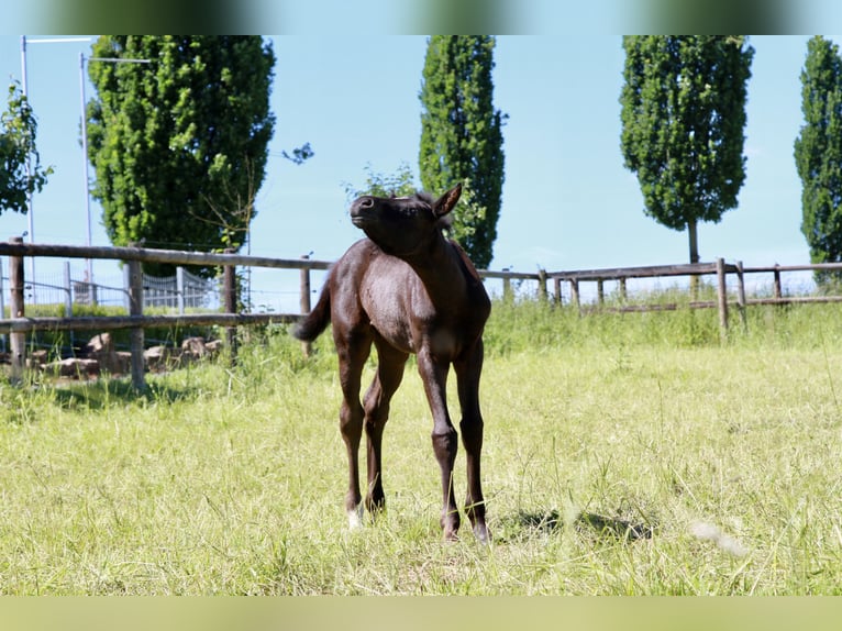 Oldenburg Mare 1 year 16,2 hh Black in Gudensberg
