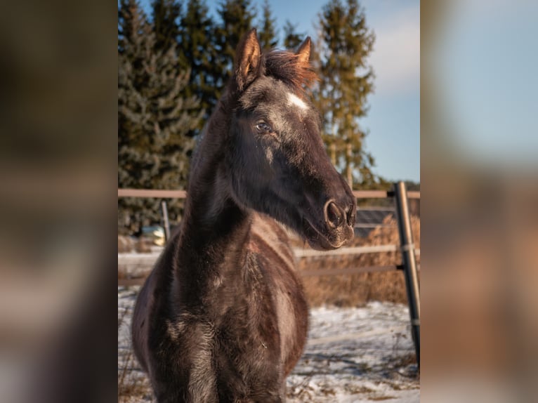 Oldenburg Mare 1 year 16,2 hh Black in Miastków Kościelny