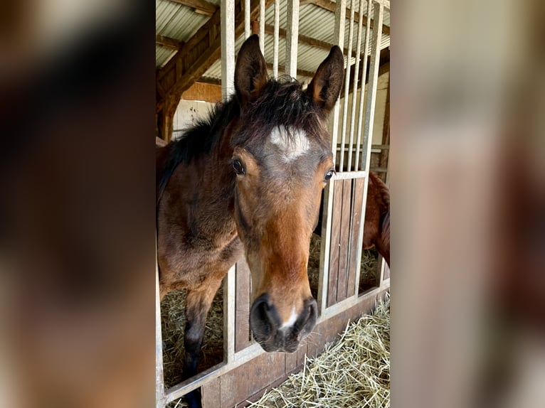 Oldenburg Mare 1 year 16,2 hh Brown in Meppen